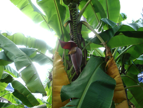 バナナ花
